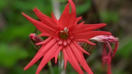 Fire pink flower in Maggie Valley, NC